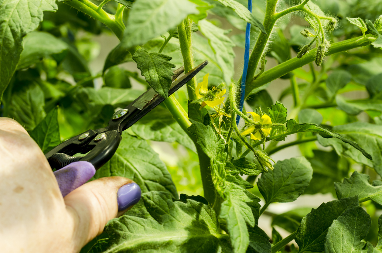 Pruning tomato plants, removing stems.