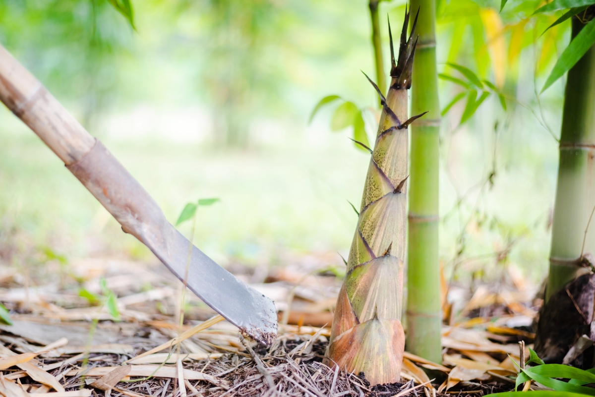 Cutting down bamboo shoot