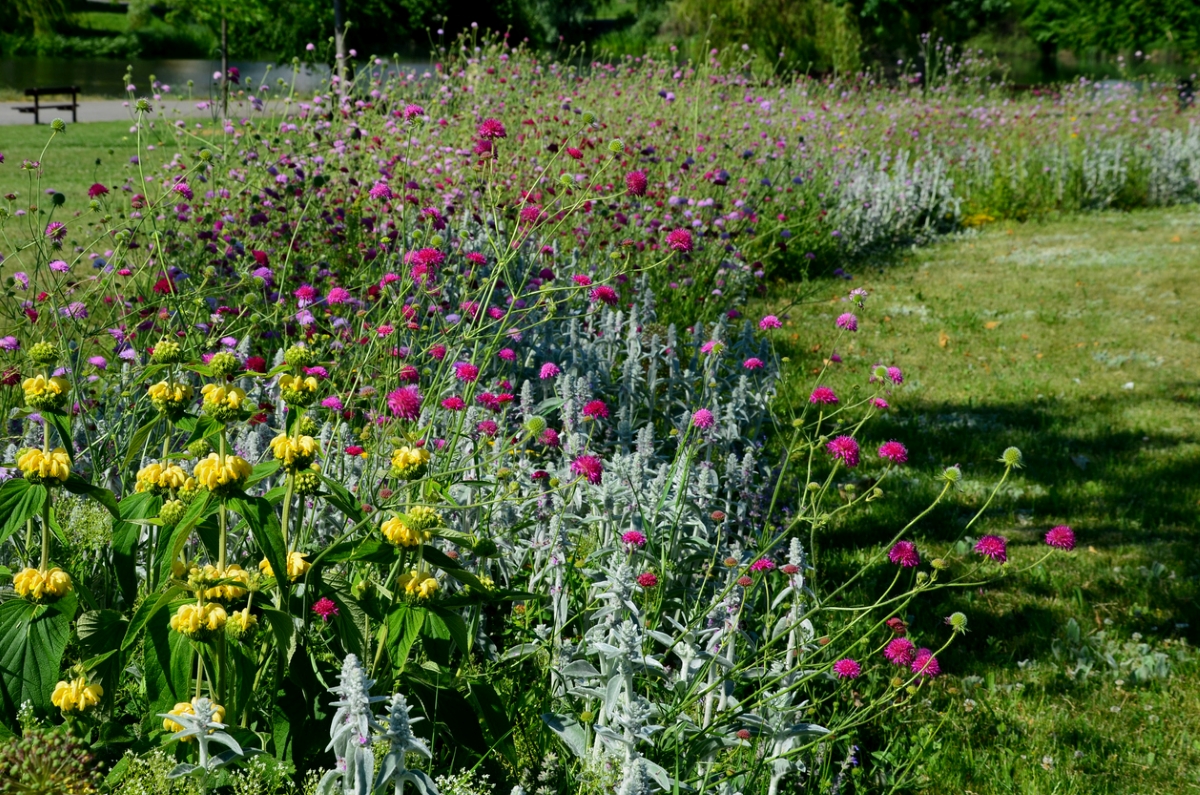 Wildflower garden in yard