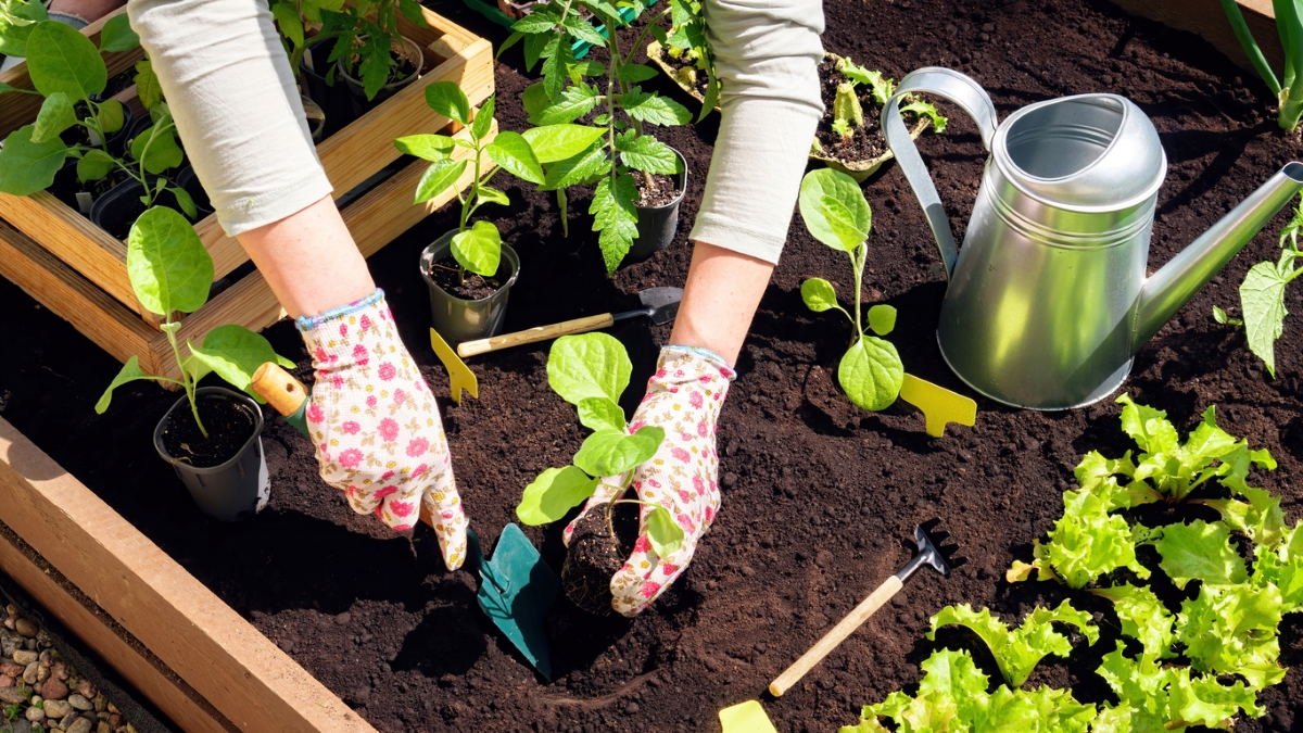 Person planting seedlings in raised beds