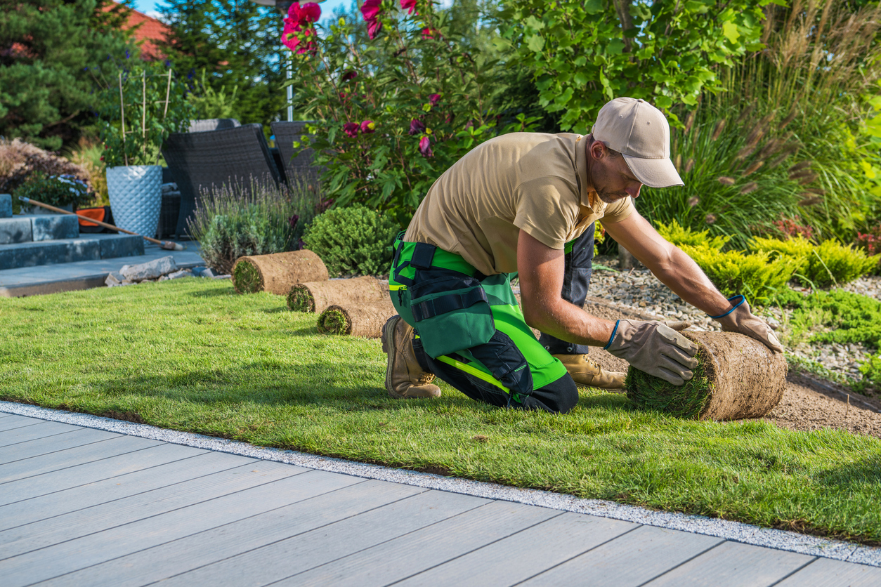 Professional Landscaper Installing New Grass Turfs in garden