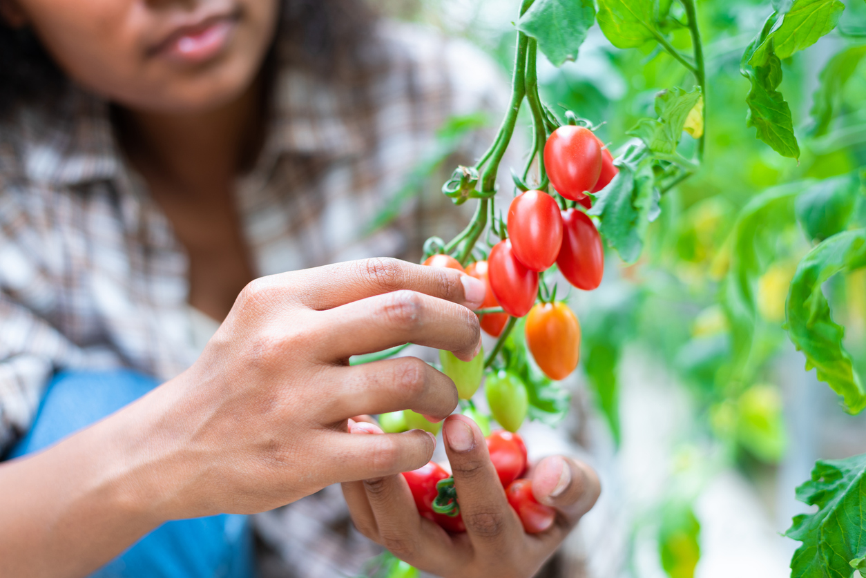 Tomato farmers picking produce from the farm