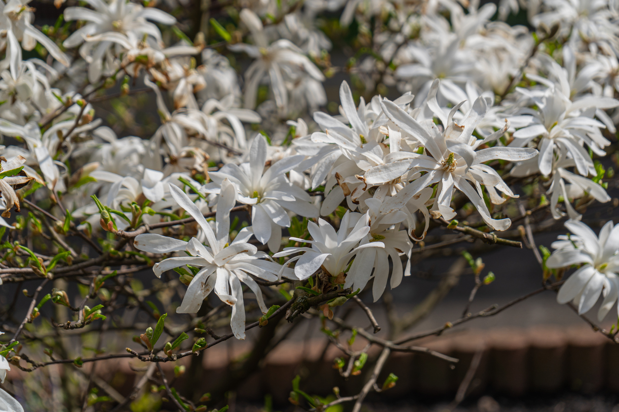 Star Magnolia Tree