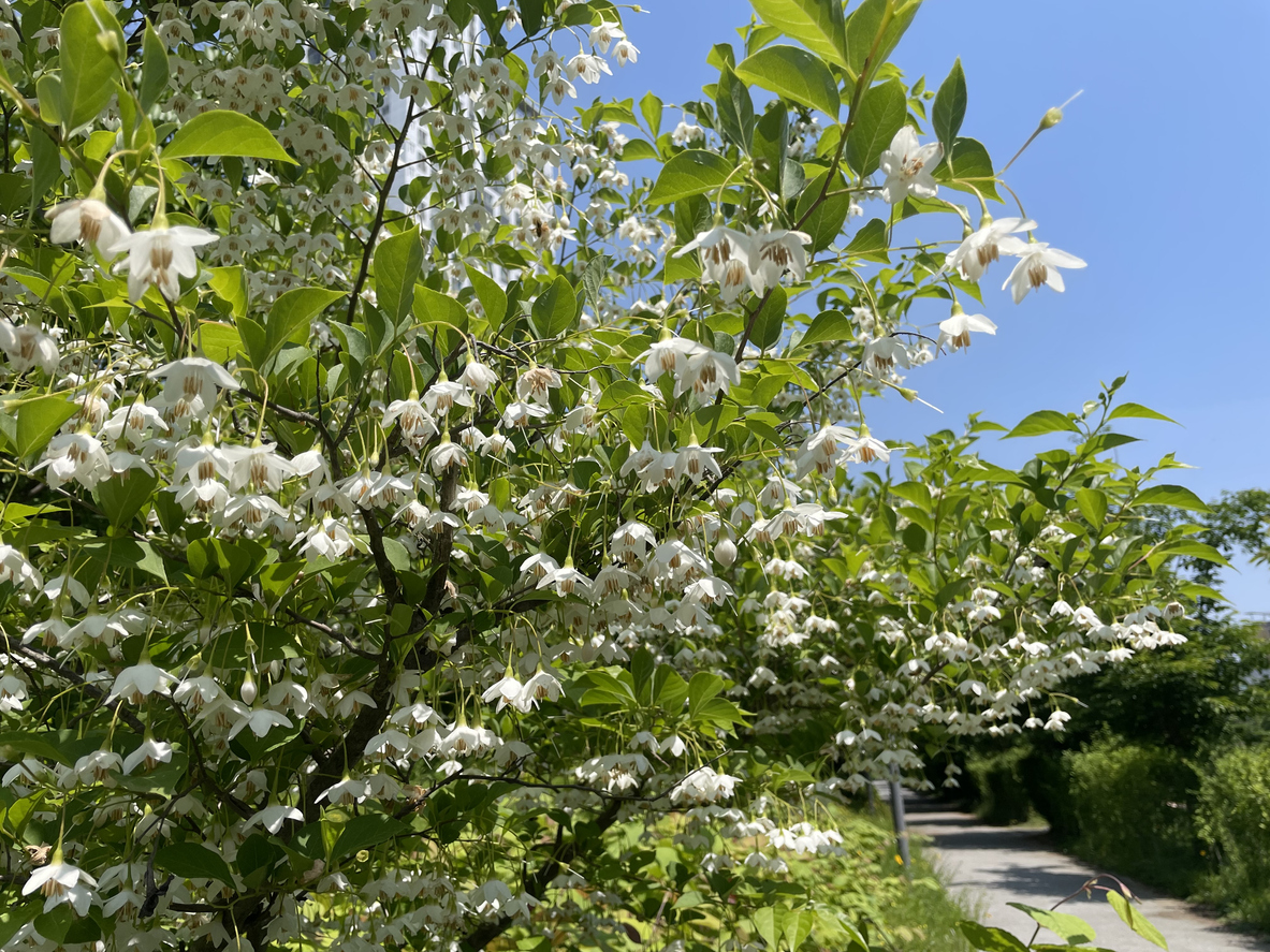 Japanese snowbell trees