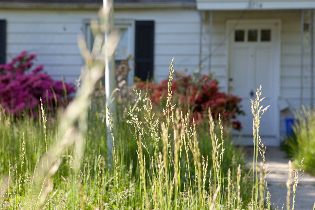 close up on long grass in unkempt front yard of white house that is blurry in the background