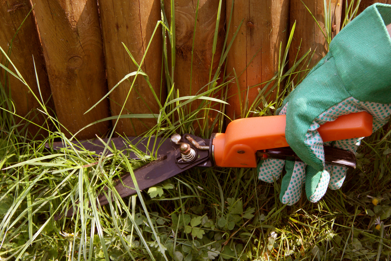 Exact gardening - trimming grass with scissors