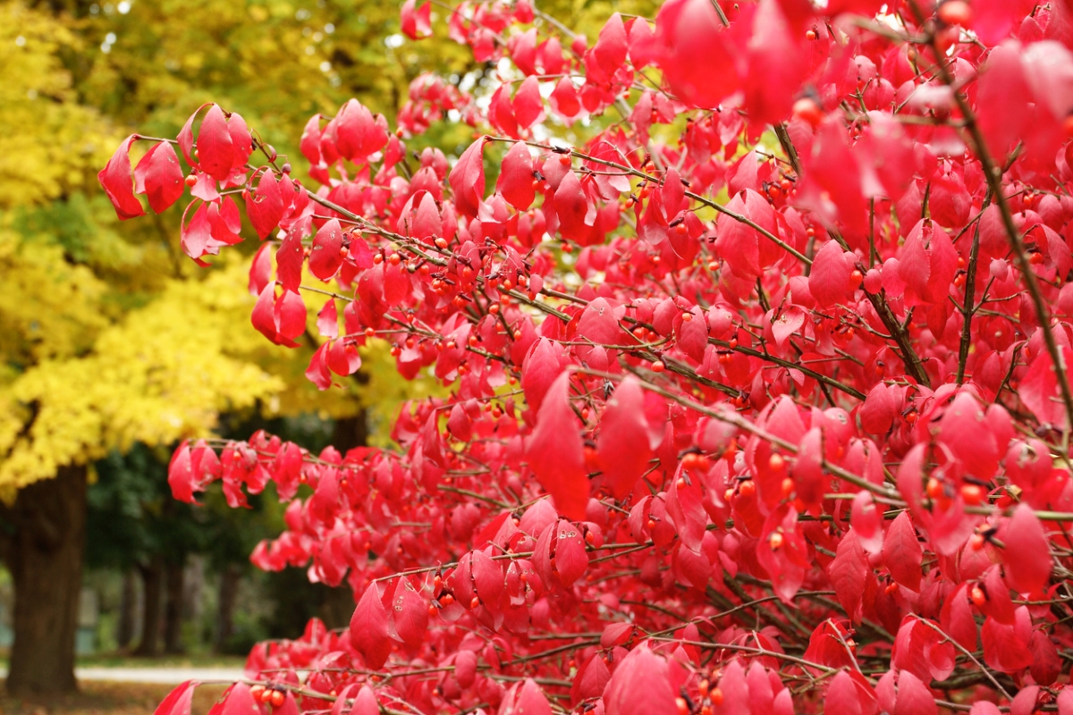 Red burning bush