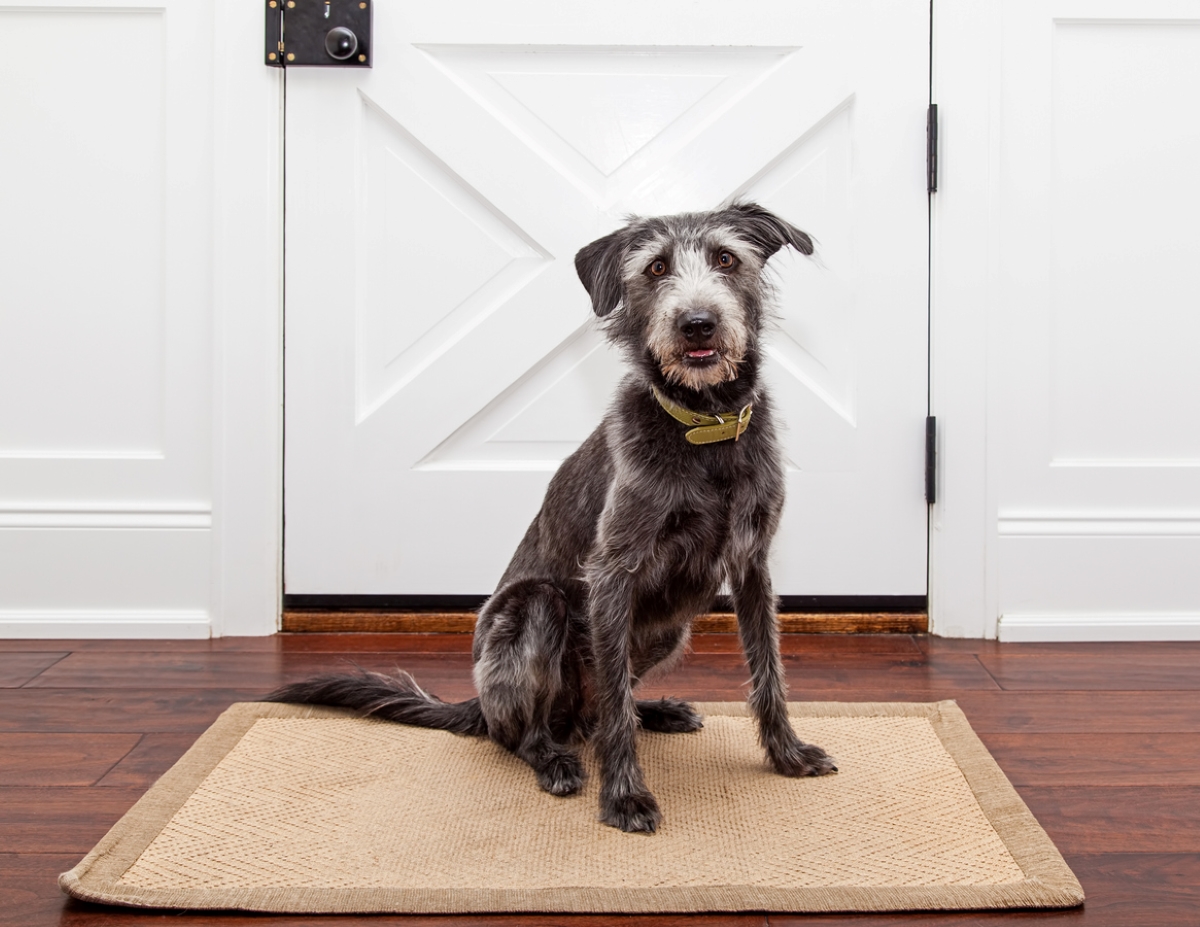 Dog sitting on rug