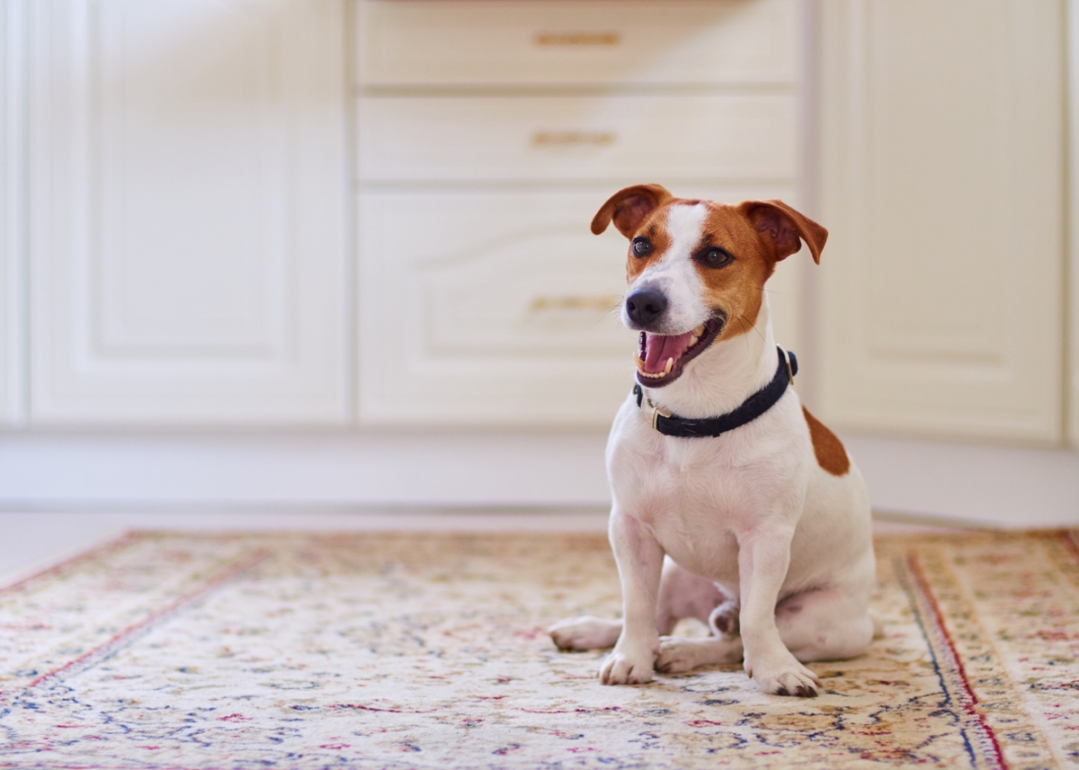 Small dog on rug