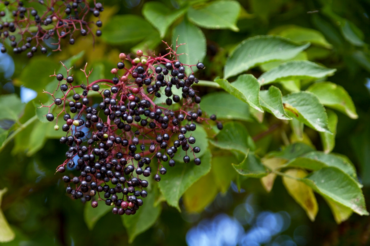 Elderberry