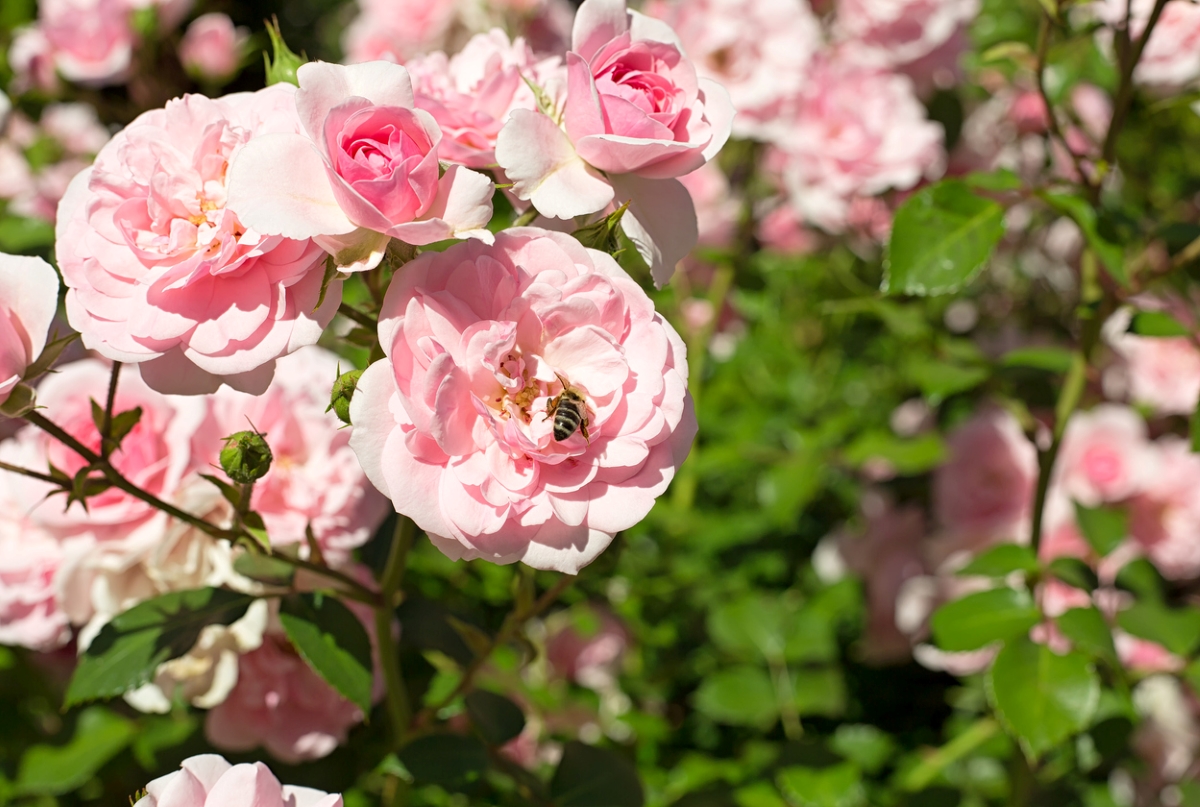 Pink knock out roses