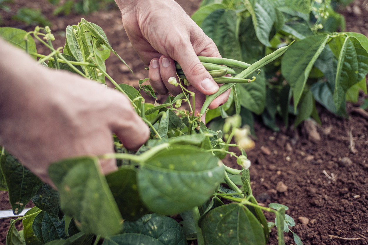 close up on farmer's hands harvesting green bean plant from soil