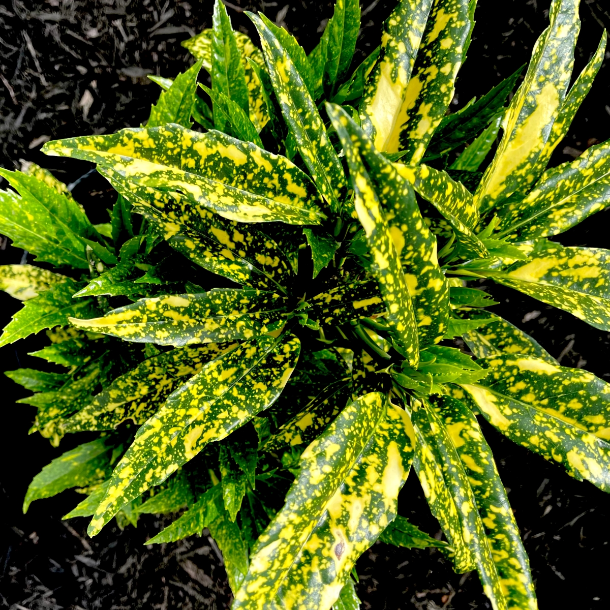 Spotted laurel with yellow spotted leaves