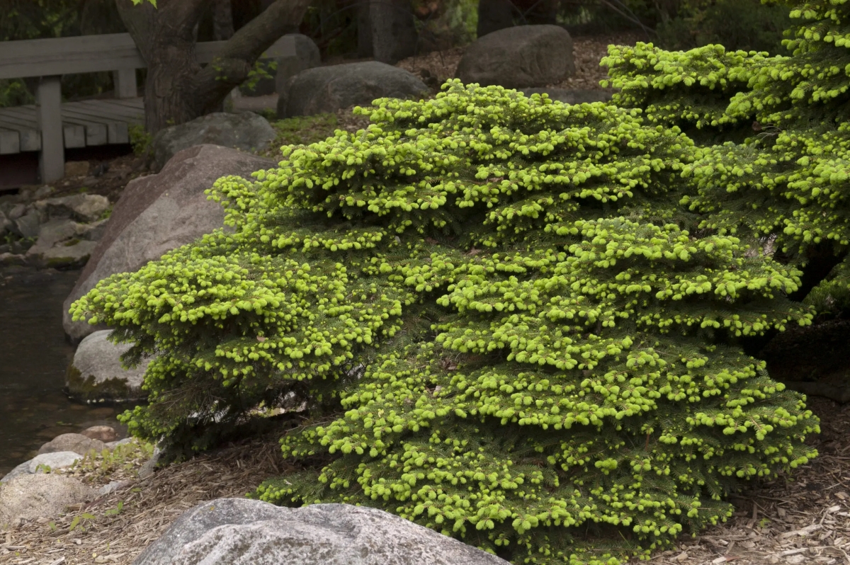 Green birds nest spruce