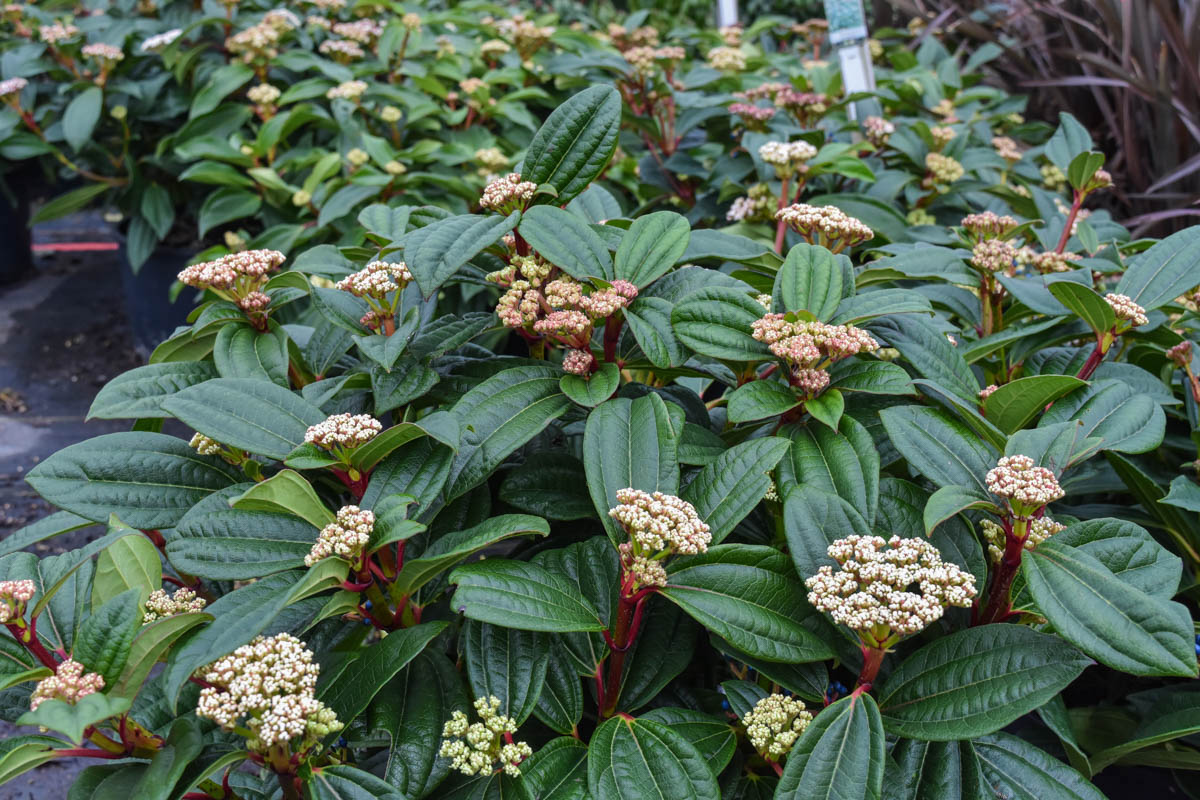 David viburnum shrub with white flowers