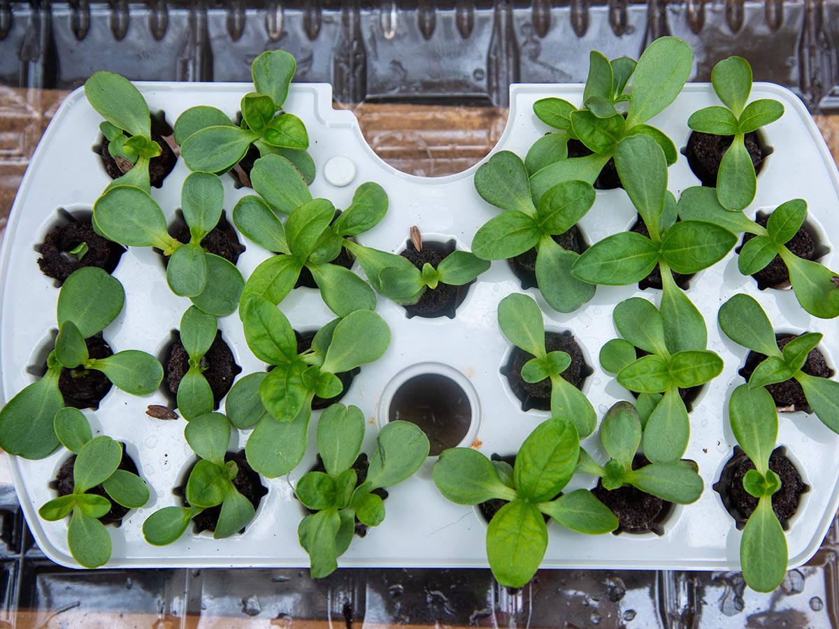 Plants growing through the pod holes in the AeroGarden Harvest growing system