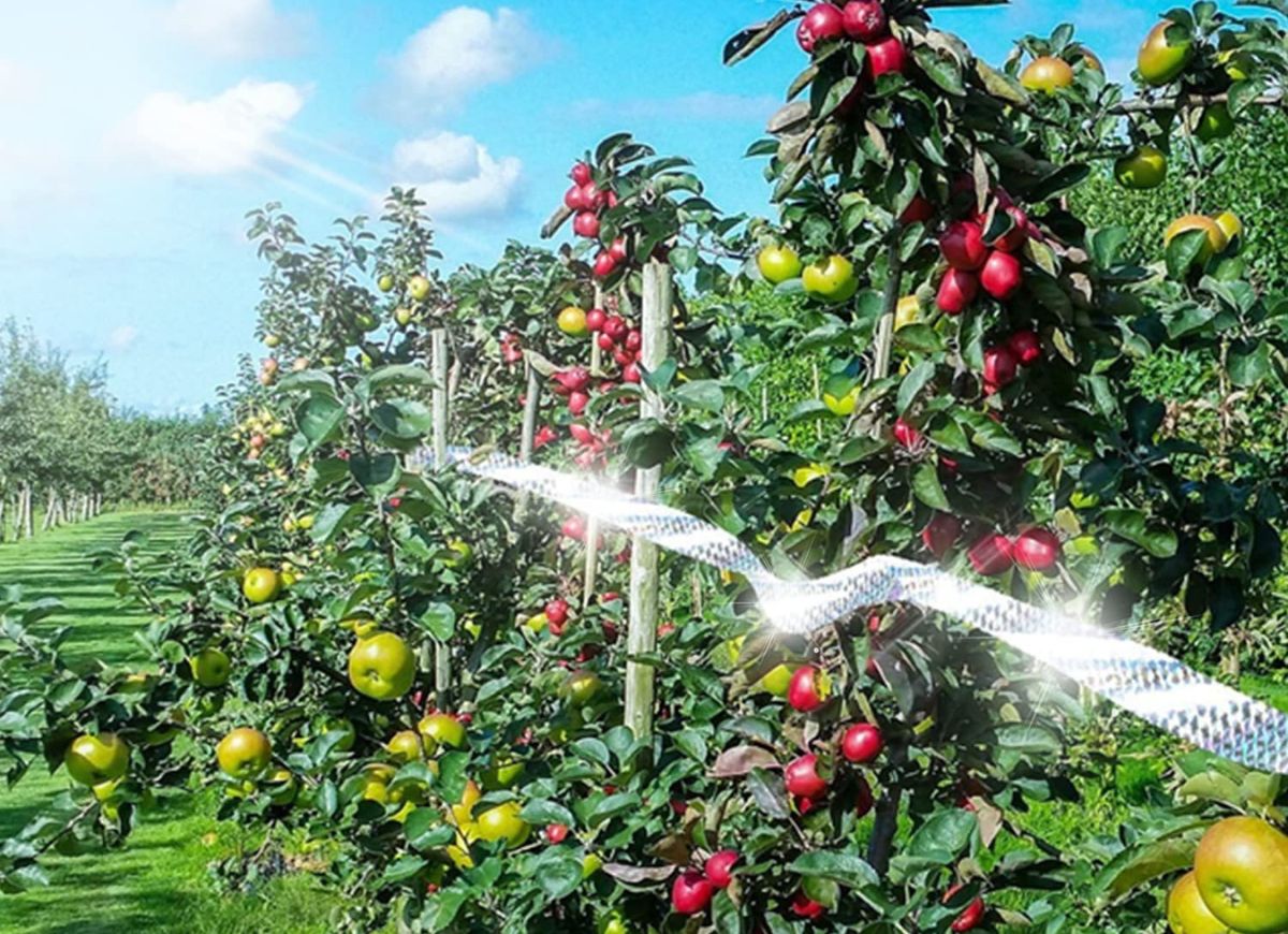 Scare tape on tomato plants