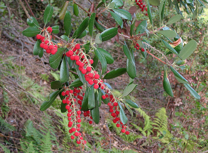 Comarostaphylis diversifolia