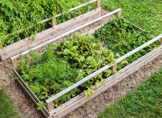 Everything You Need to Start a Raised-Bed Garden, According to a ...