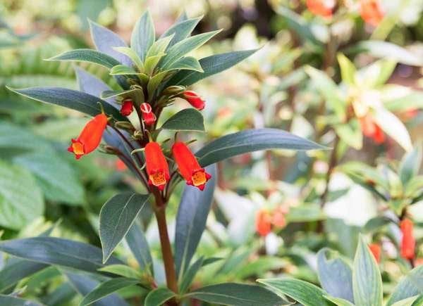 Firecracker-Penstemon