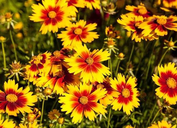 Gaillardia