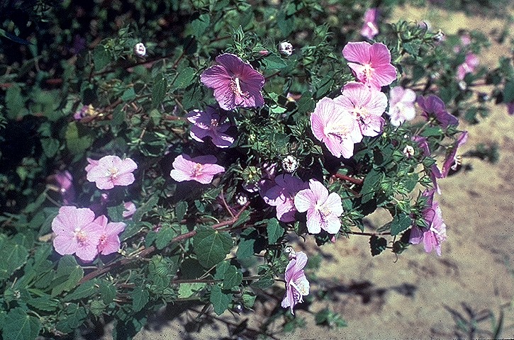 Pavonia lasiopetala