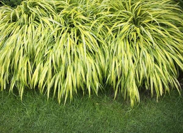 Ground cover plant growing on lawn