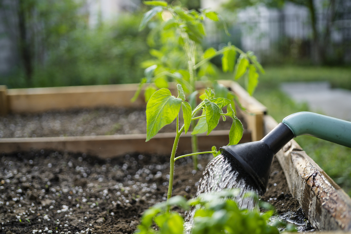 Watering soil in vegetable garden with a watering can.