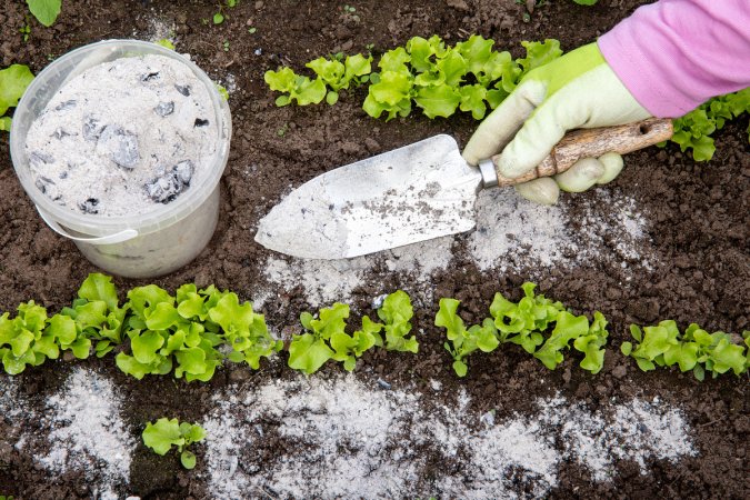 Gardener hand sprinkling wood burn ash from small garden shovel