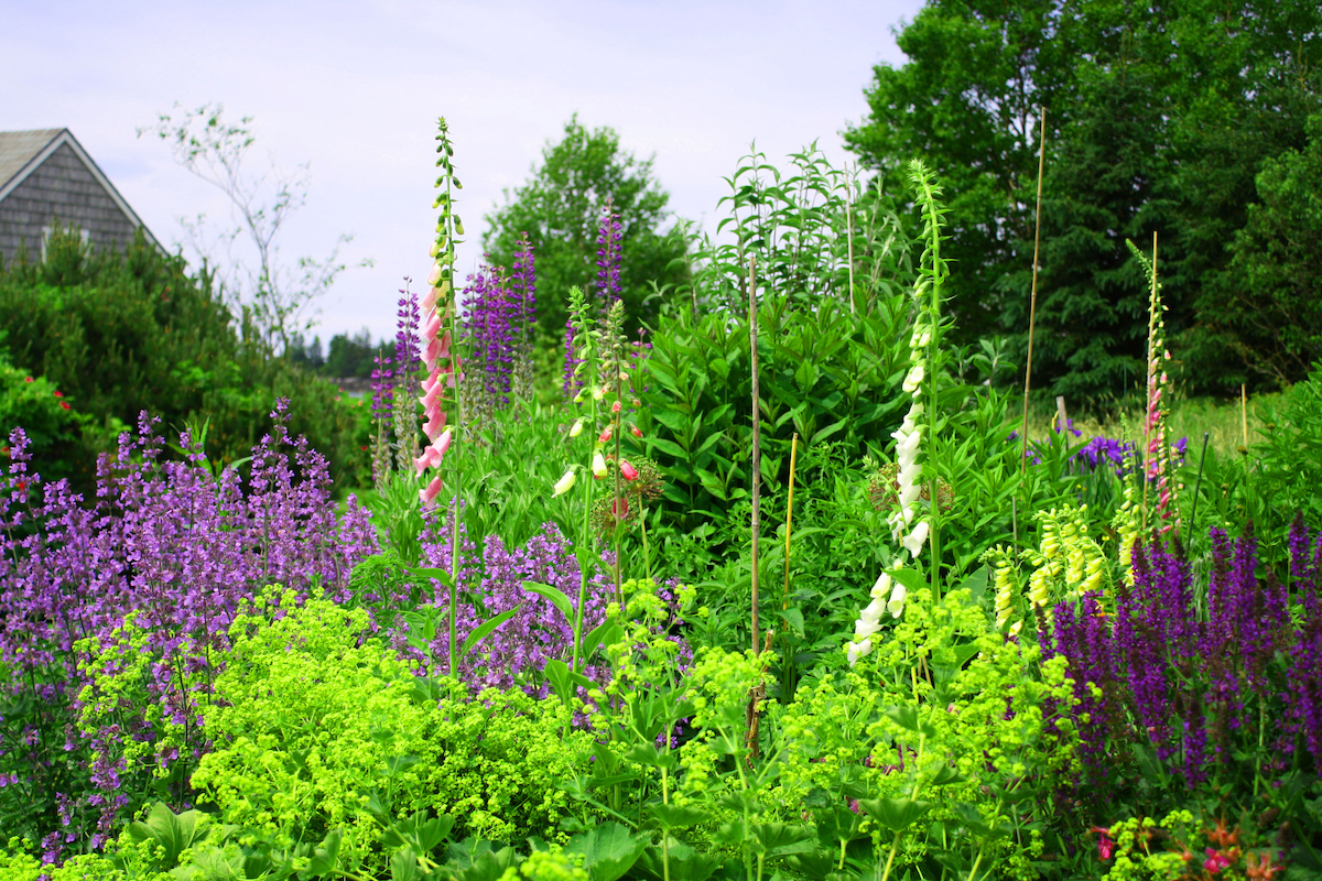Wildflower garden on the Maine coast, with lupine flowers featured.