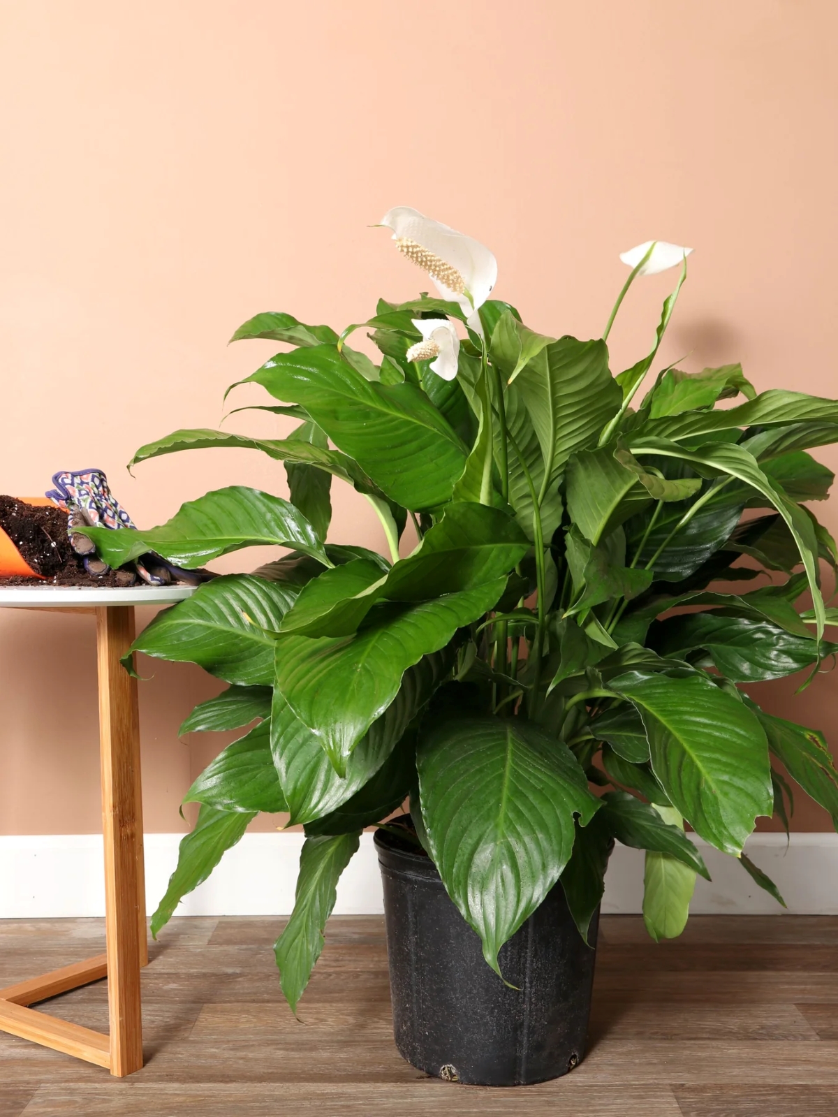 Large peace lily plant