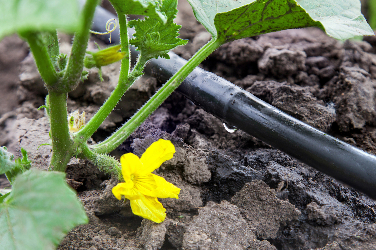 Flowering vegetable seedling in garden being watered by drip irrigation system.