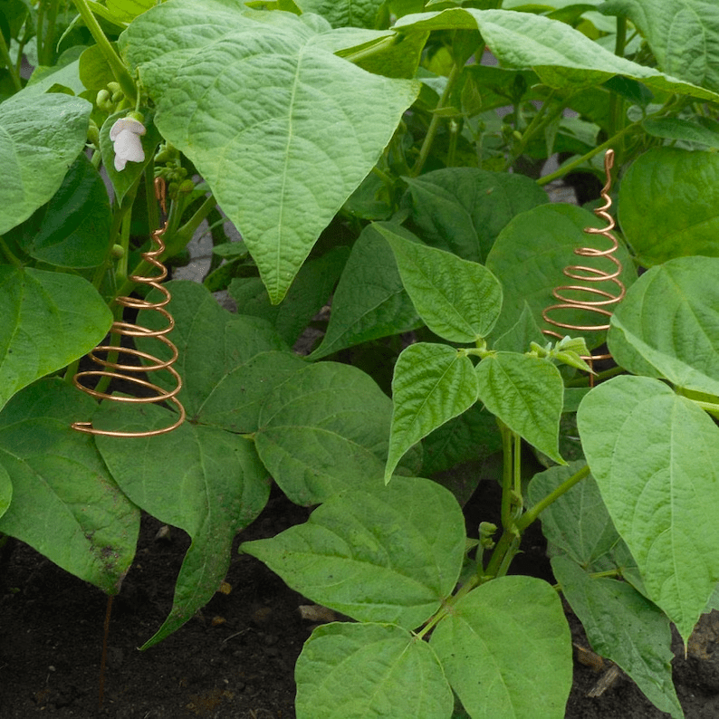 electroculture atmospheric antenna in vegetable garden