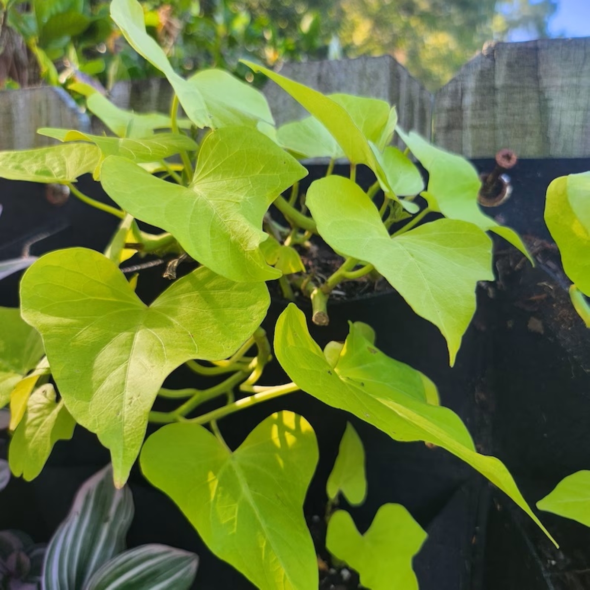 Sweet potato vine