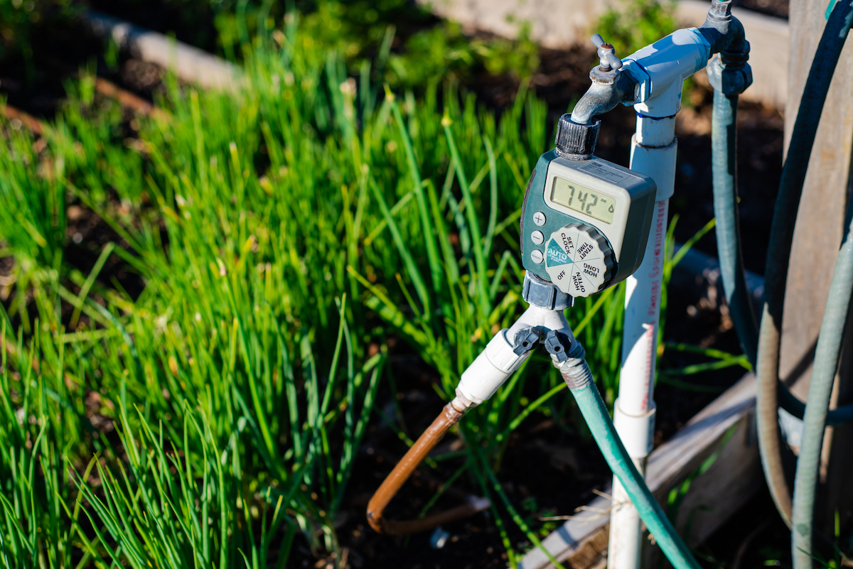 Close-up of water timer at a community garden with Y splitter connector. Part of an automated drip irrigation system.