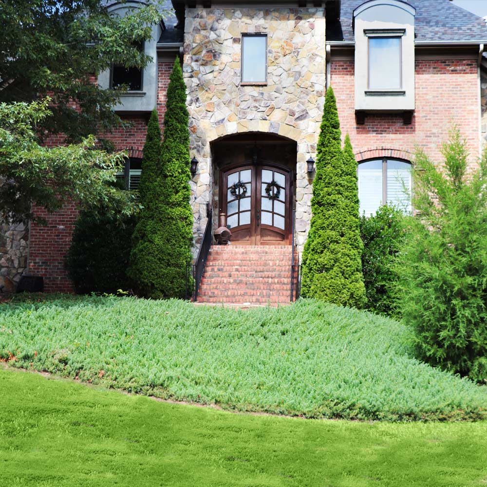 Green mound juniper groundcover in front of brick and stone house