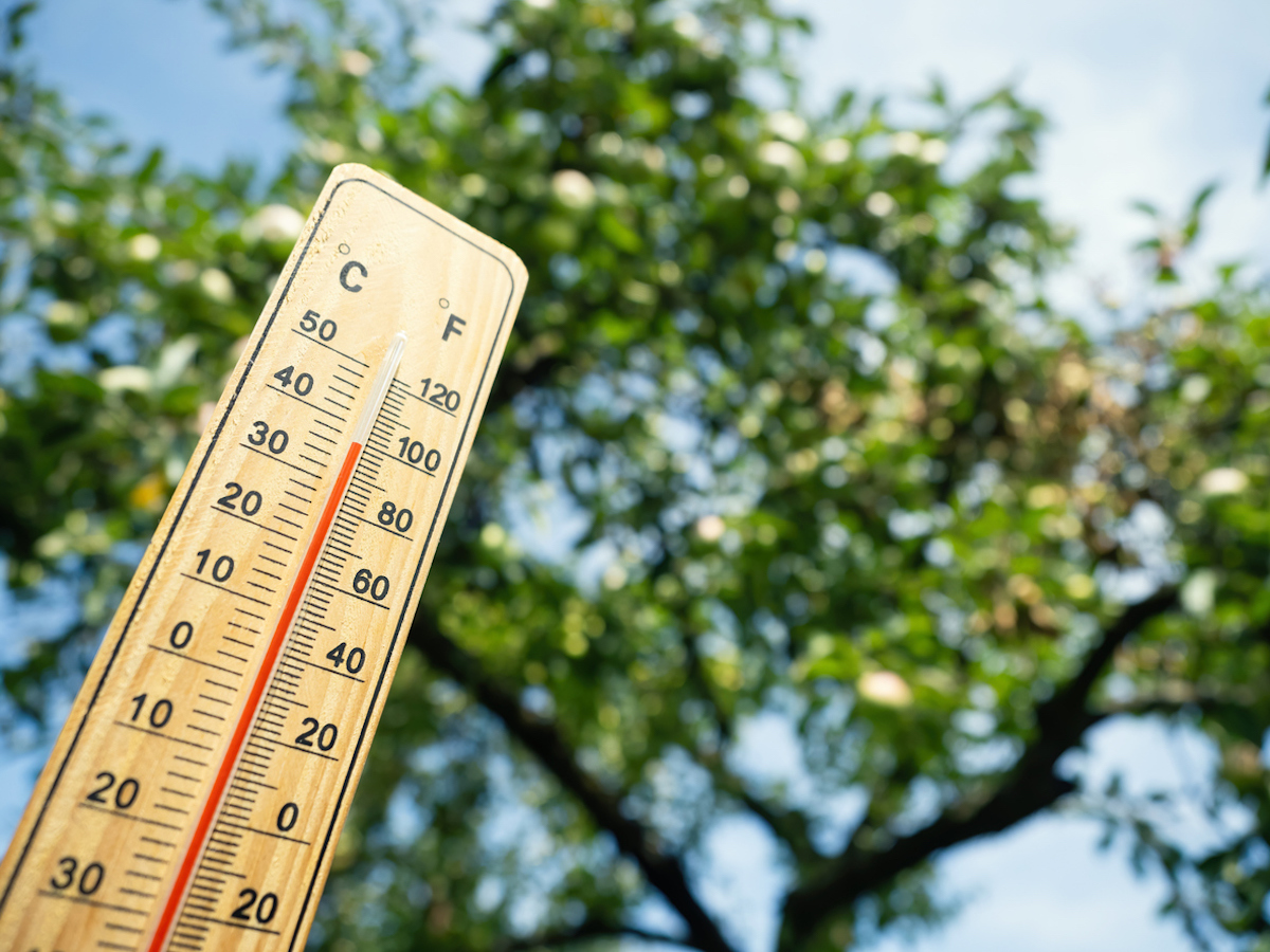 Wooden thermometer with red measuring liquid showing high temperature of about 100 degrees Fahrenheit on a sunny day with a tree in the background.
