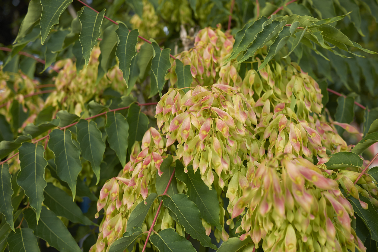 fruits of Ailanthus altissima tree