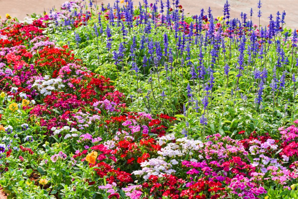 20 Perennials to Plant in the Fall for Beautiful Spring Flowers - Bob Vila