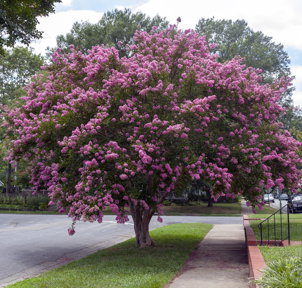 Raspberry colored crepe myrtle tree in Virginia residential neighborhood. Crape or crepe myrtles are chiefly known for their colorful and long-lasting flowers which occur in summer.