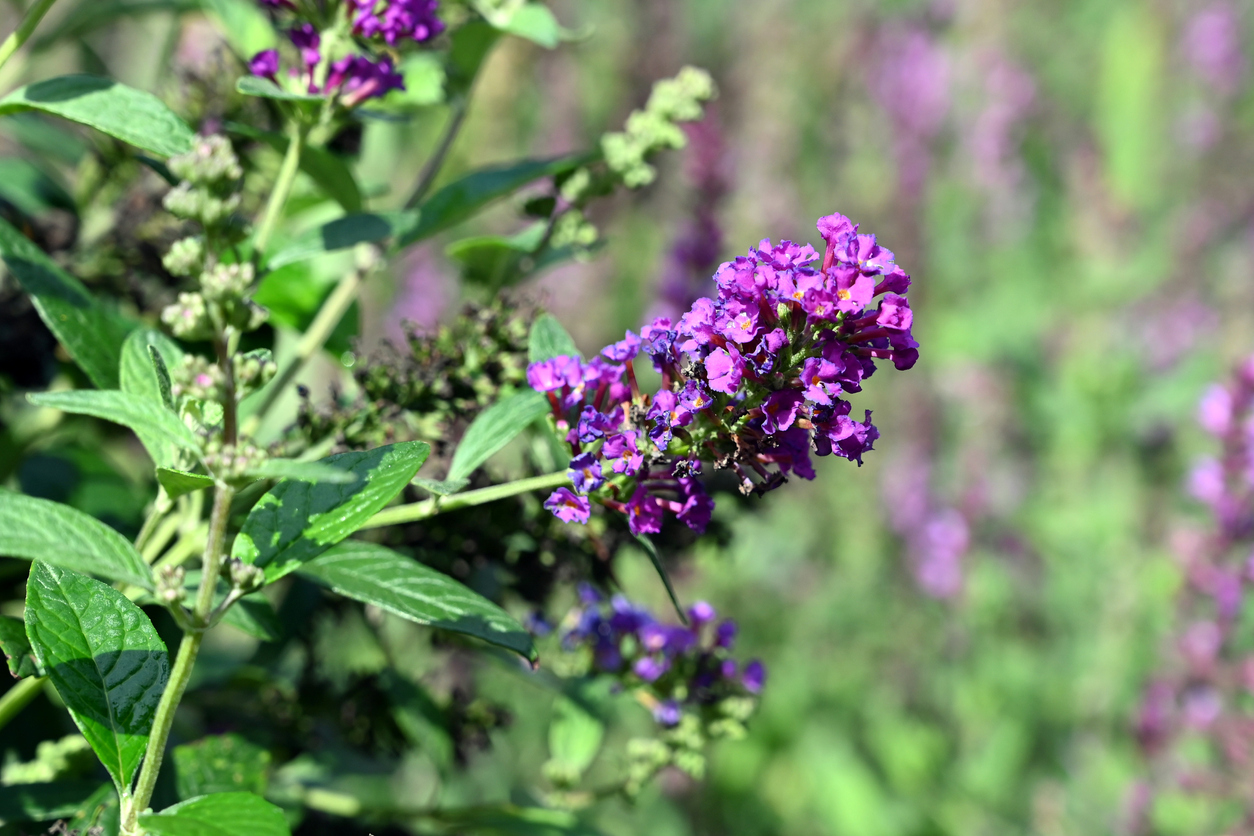 close view of long spikes of purple flowers of blue chip butterfly bush with leaves in the background