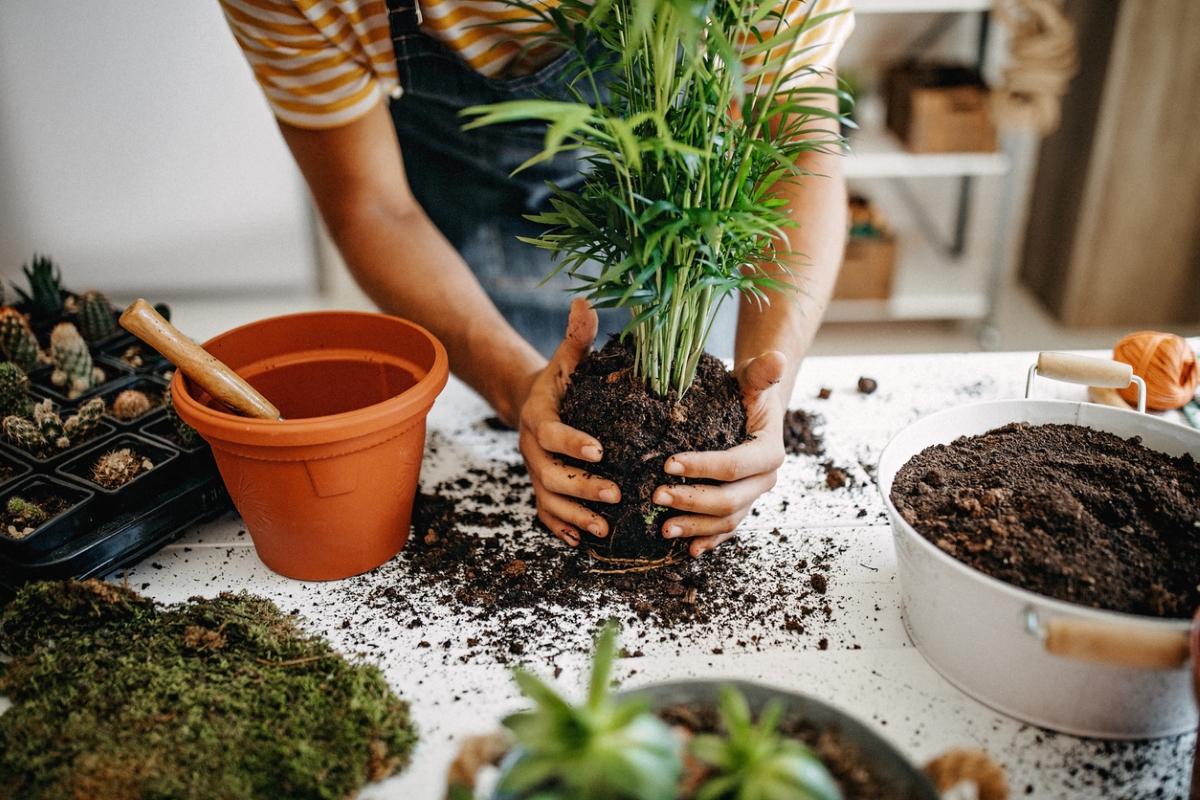 Gardener planting in pots