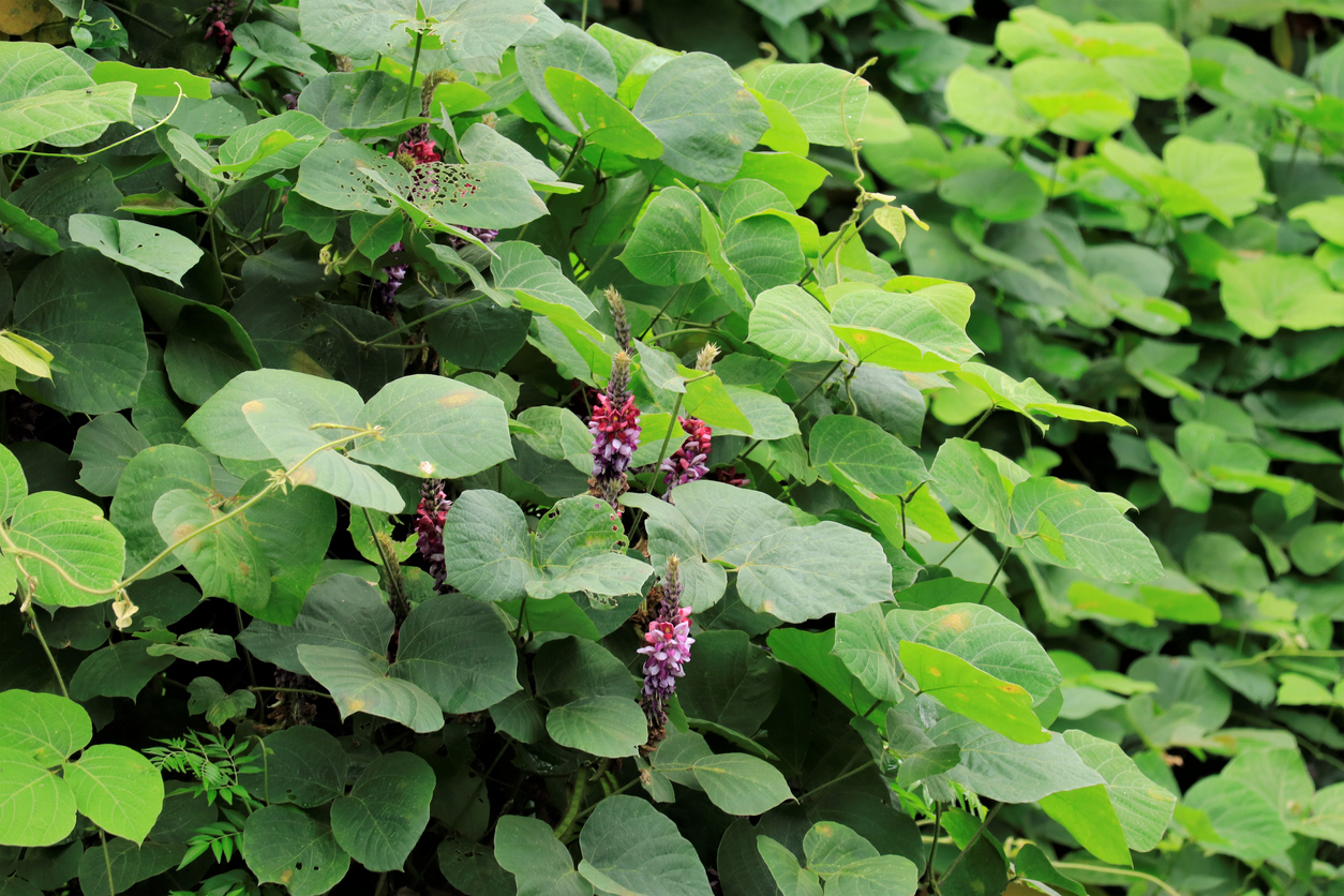 Kudzu or Pueraria montana also called Japanese arrowroot flowers with green leave and sky background.