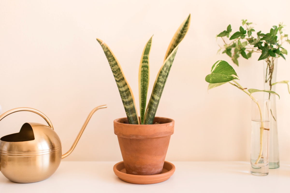 Potted snake plant