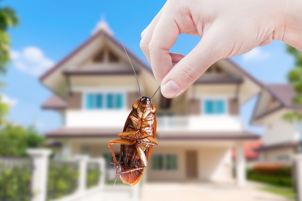 Effective Ways to Keep Your Home Pest-Free