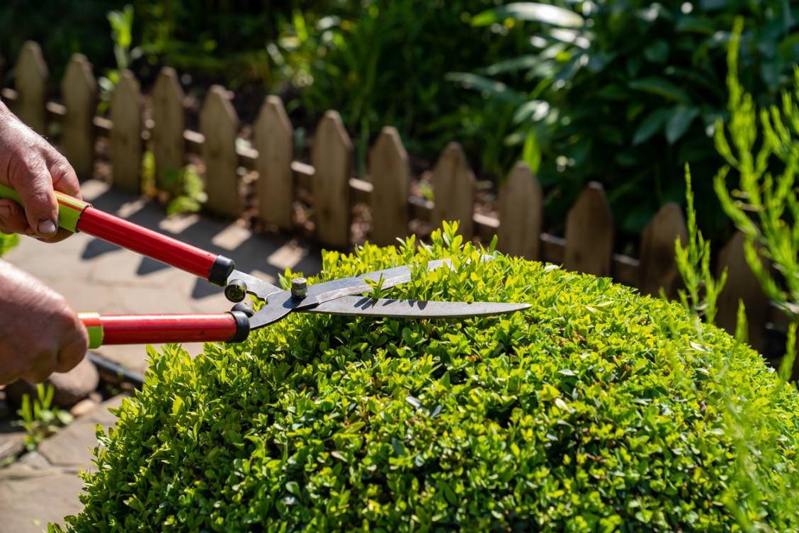 7 Plants That Don't Require Pruning - Bob Vila