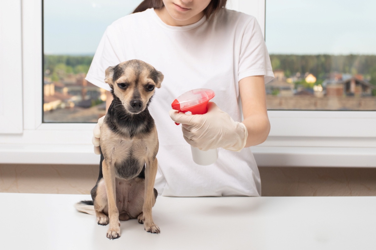 Woman spraying small dog