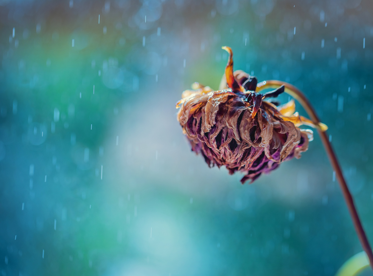 Fading dahlia flower on a blue background. Dried flowers. Copy space. Macro.