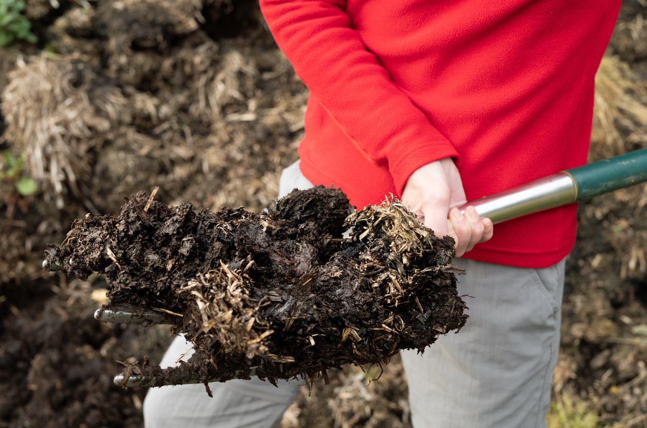 gardener in red sweater holding shovel full of aged cow manure