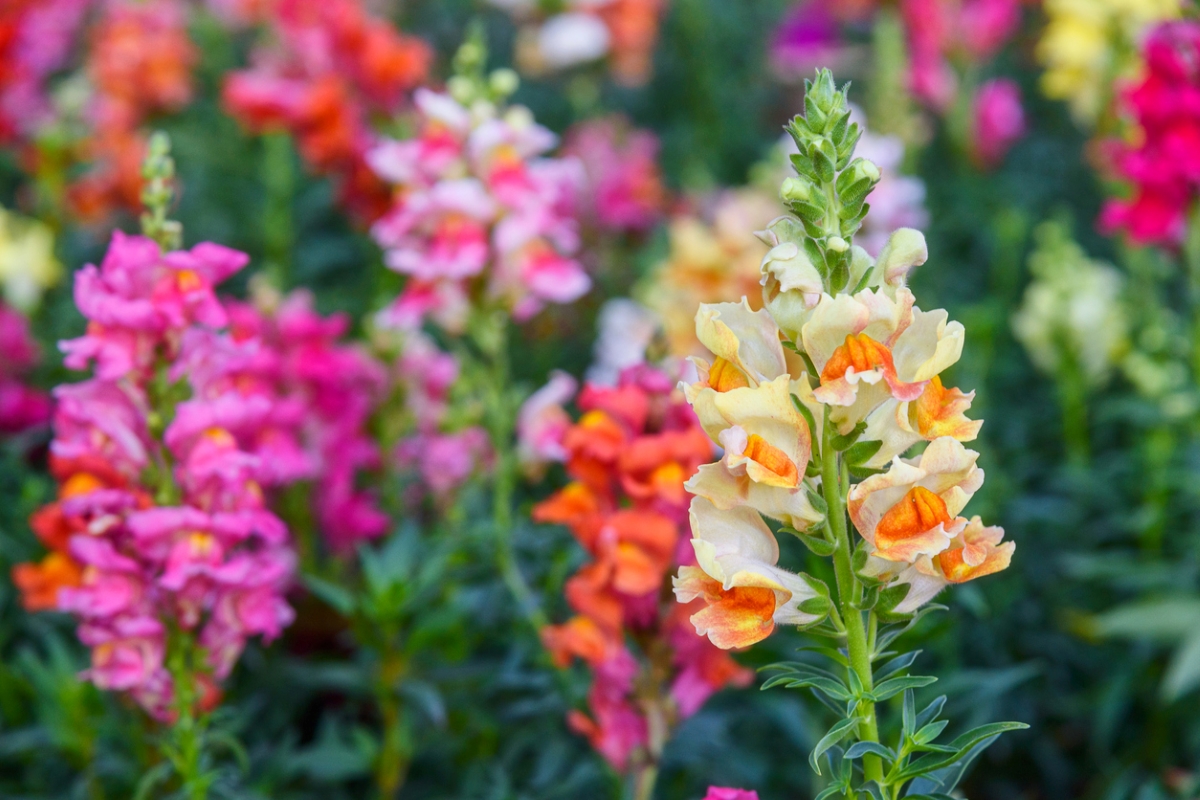 Colorful snapdragon flowers